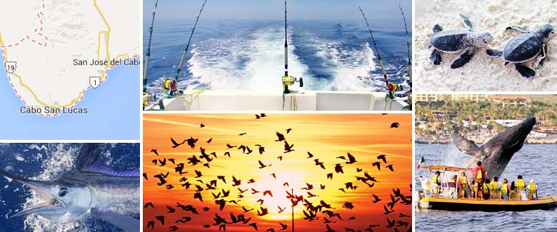 Los Cabos